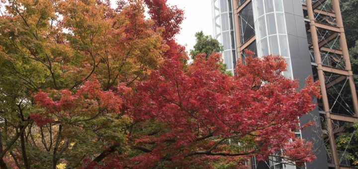 箕面スパガーデン