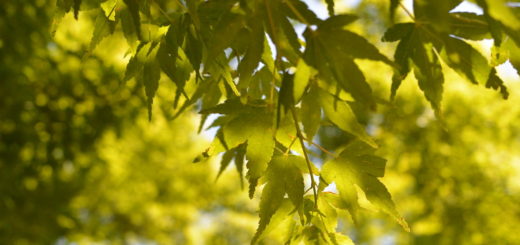 万博記念公園日本庭園